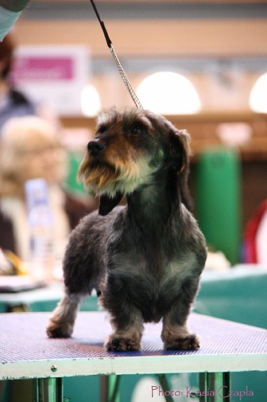 Crufts2011_2 1230.jpg